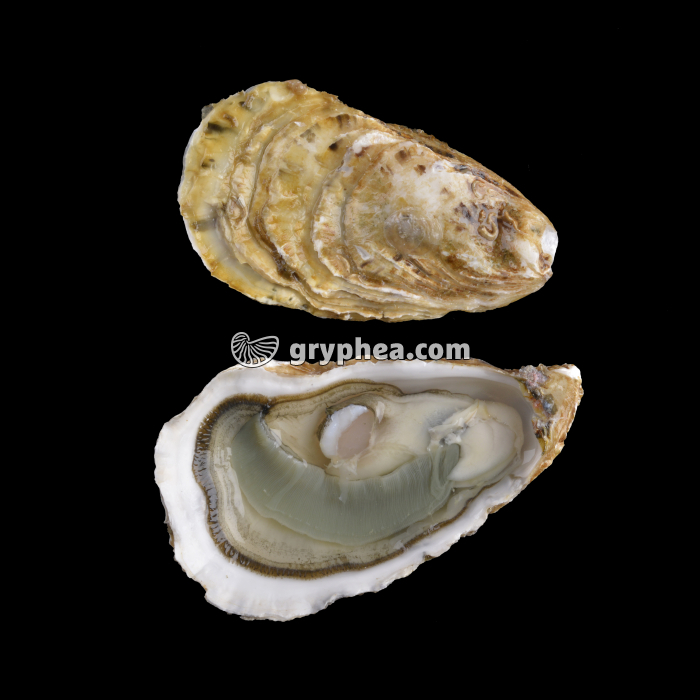 Huitre ouverte montrant les 2 valves et l'anatomie de l'animal (Crassostrea gigas) - gryphea.com